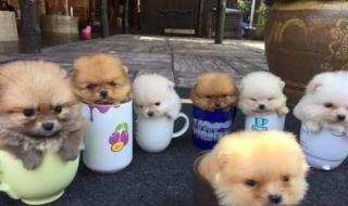 茶杯犬是怎么做出来的
