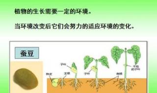 绿豆芽的生长过程图片