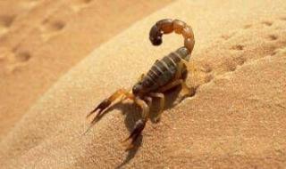 毒液3毒液到底死了没