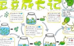 豆芽的成长过程 绿豆芽的生长过程图片