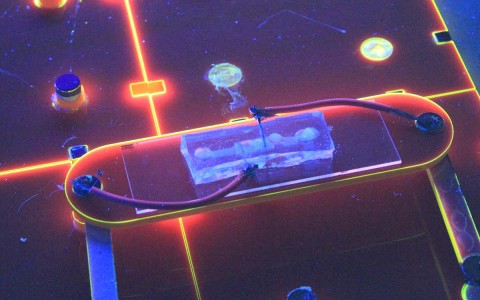 由改良的大肠杆菌制成的灯泡生物学和电子产品