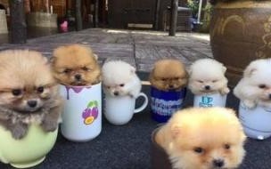 茶杯犬长什么样 茶杯犬是怎么做出来的