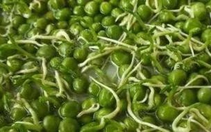 豌豆米发芽后还能吃吗 豌豆发芽了还可以吃吗